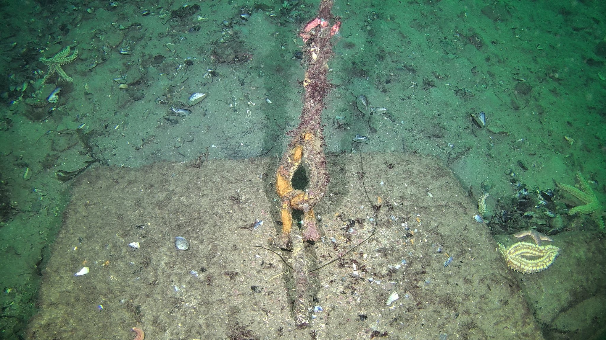 En 4K ROV undervannsdrone i aksjon